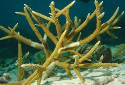 Staghorn-coral