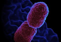 Klebsiella_pneumoniae_Bacterium_(13383468143)