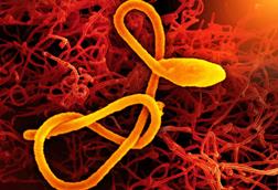 Ebola_Virus_(52466947587)