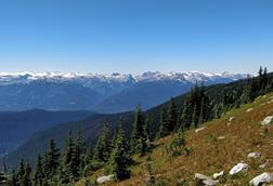 Alpine_trees_on_Whistler_Mountain