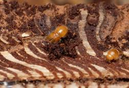 Low-Res_Ips_typographus_bark_Benjamin_Weiss