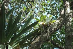 Atlantic_forest,_northeastern_Bahia,_Brazil_(6920320111)