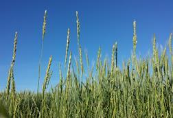 Elymus_repens_sl5