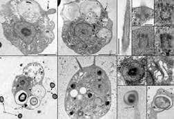 Solarion_arienae_(morphology_and_ultrastructure,_continued)
