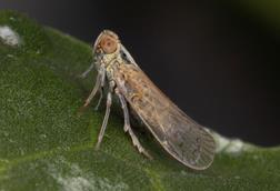 Low-Res_Pentastiridius_leporinus_on_sugarbeet_leaf_Benjamin_Weiss
