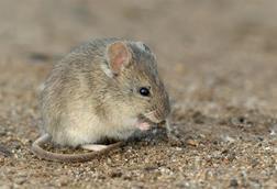 Low-Res_Drylands vesper mouse argentina CC BY-NC, Ignacio_Hernandez