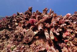 Low-Res_cr-edmunds-pete-004-m