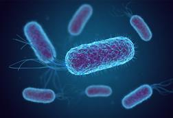 Escherichia_Coli