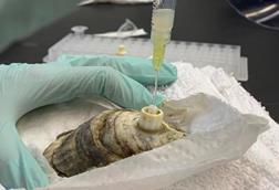 Low-Res_Oyster Image 3-12-26 (1)