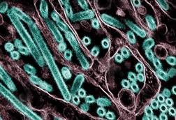H5N1_Avian_Influenza_A_Virus