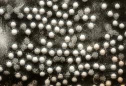 Polioviruses