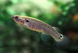 K._marmoratus_Guadeloupe