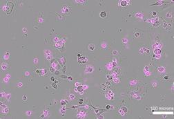 Low-Res_Cas12a2-induced cell death