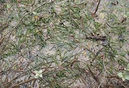 Zostera_muelleri_Irmisch_ex_Asch._(AM_AK296881-2)