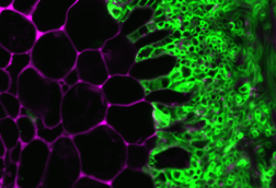 ORNL_Scientists_Make_Fundamental_Discovery_to_Creating_Better_Crops_-_49750824757