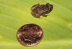 Coqui_Frog_Puerto_Rico