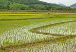 pexels-sirikul-r-2043201-5174197 (1)