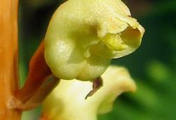 Gastrodia_elata_-_cropped