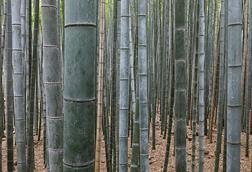 Bamboo_Forest,_Arashiyama,_Kyoto,_Japan
