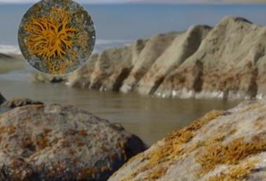 Low-Res_probable appearance of Spongiophyton