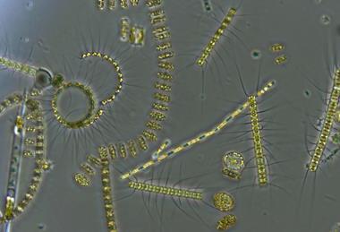 Mixed_phytoplankton_community_2