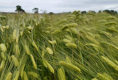 barley023-scaled