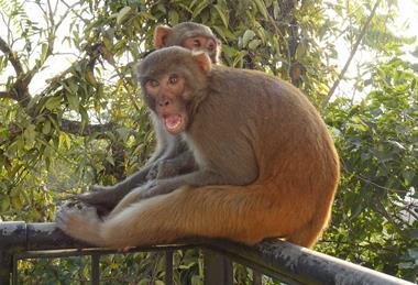 monkeys-6896517_1280
