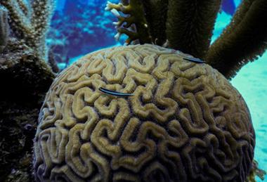 Low-Res_cleaner goby coral reef_cc Matthew Nicholson
