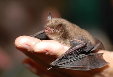 Myotis_daubentoni