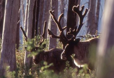 1999Mt-Caribou002_crop-AI