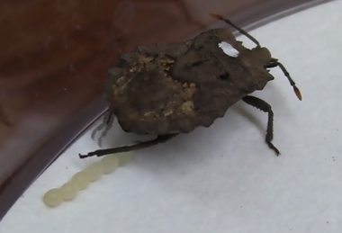 stinkbug