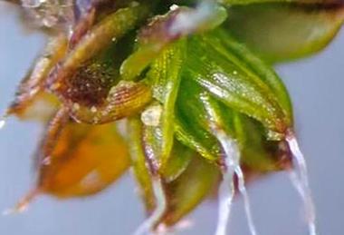Low-Res_moss closeup