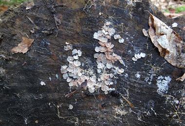 Clitopilus_hobsonii_a1_(2)