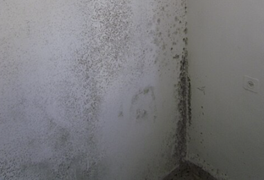 mouldy wall