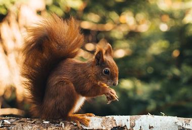 squirrel-6953398_1280