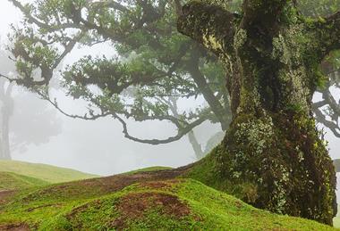 Fanal_(Madeira,_Portugal),_Lorbeerwald_--_2025_--_1546