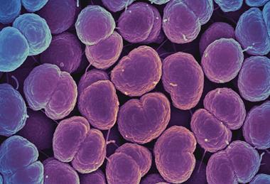 Neisseria_gonorrhoeae_Bacteria_-_53136008302 (1)