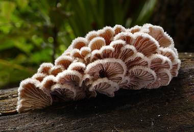 960px-Schizophyllum_commune_(Split_gill)_(33389628036)