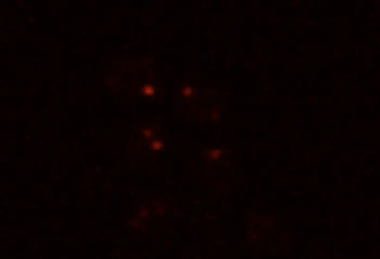 Mars yeast