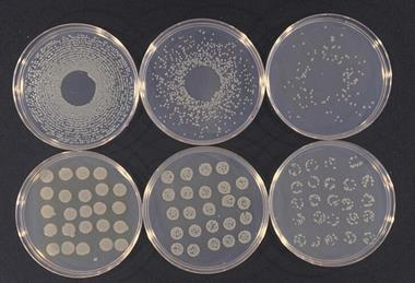 Pseudomonas_syringae_cultures