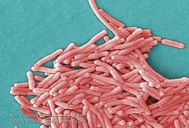 Legionella_pneumophila_(SEM)