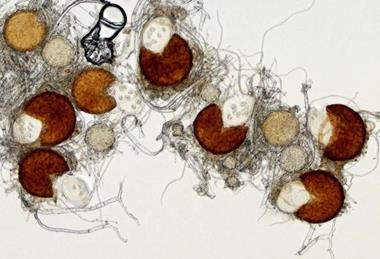 Low-Res_Bradshaw fungus HEADER FULL
