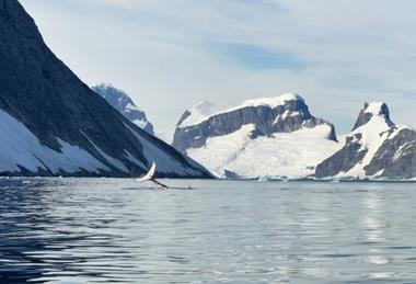 Low-Res_Whale