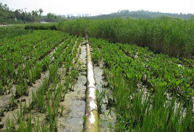 Vertical_flow_constructed_wetland_in_the__Olympic_forest_park__located_north_of_the_city_center_of_Beijing,_Peoples_Republic_of_China,_2008_(6908521997)