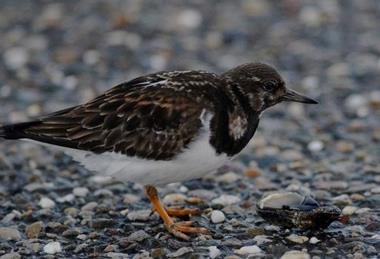 Ruddy turnstones