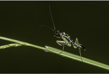 praying-mantis-6645377_1920