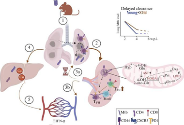 Low-Res_Figure4_Aging
