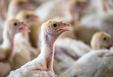 pexels-nc-farm-bureau-mark-27083562