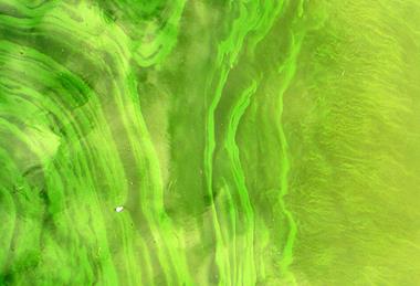 CyanobacteriaLamiot2009_07_26_234