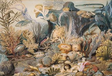 Ocean_Life_MET_ap1977.181